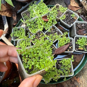 1 small Live Plant Start in small container Mentha requienii Corsican mint Ground Cover Fragrant Spreading Herb Fast Growing meadow
