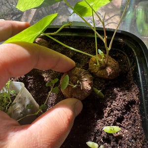 May include: Two round, textured brown plant bulbs are partially buried in dark potting soil within a black plastic container. One bulb has thin stems extending upward with bright green, circular leaves, while the other bulb shows small sprouts.