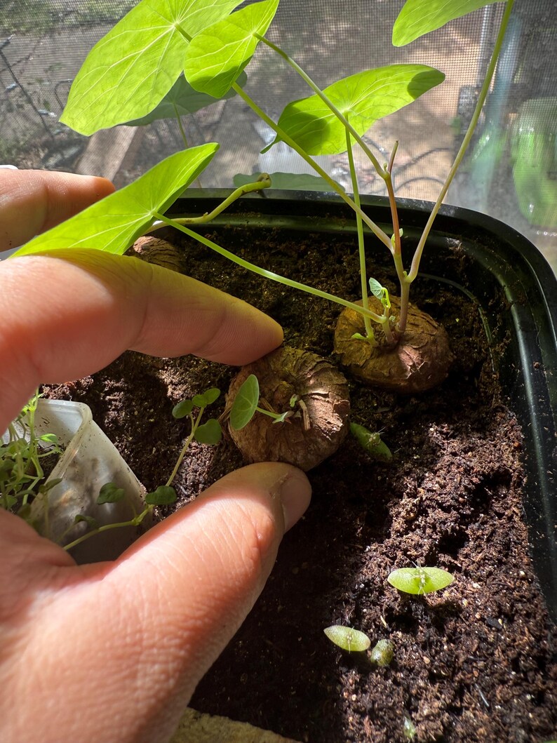 May include: Two round, textured brown plant bulbs are partially buried in dark potting soil within a black plastic container. One bulb has thin stems extending upward with bright green, circular leaves, while the other bulb shows small sprouts.