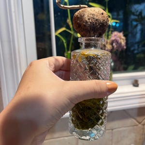 May include: A clear glass bottle with a diamond-patterned texture containing green liquid and submerged roots. A round, textured brown bulb sits atop the bottle opening, with a thin, bare, light brown stem extending upward from the bulb.