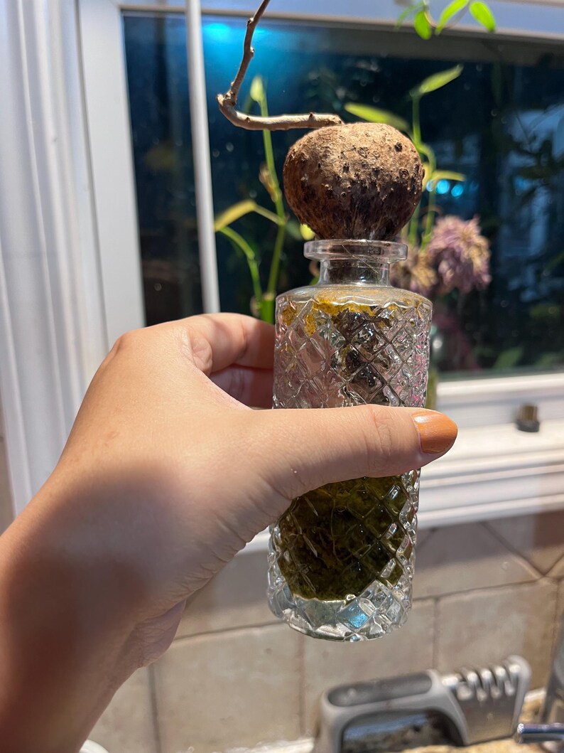 May include: A clear glass bottle with a diamond-patterned texture containing green liquid and submerged roots. A round, textured brown bulb sits atop the bottle opening, with a thin, bare, light brown stem extending upward from the bulb.