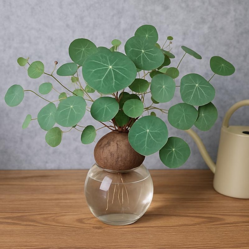 May include: A Stephania erecta plant with a round, brown, woody caudex resting on a clear, spherical glass vase filled with water. The plant features numerous thin, branching stems with vibrant green, circular leaves and visible white veins.