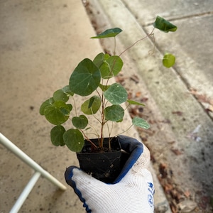 May include: A small potted plant with thin, reddish-brown stems and numerous rounded, light green leaves. The plant is contained in a square black plastic nursery pot, featuring delicate foliage that spreads outward from the central base.