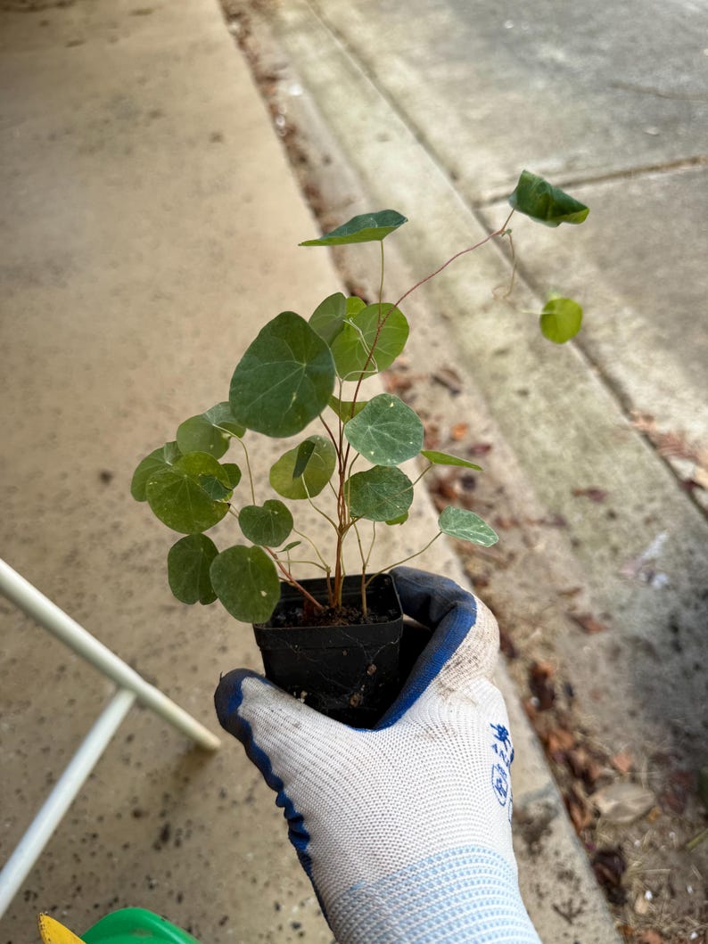 May include: A small potted plant with thin, reddish-brown stems and numerous rounded, light green leaves. The plant is contained in a square black plastic nursery pot, featuring delicate foliage that spreads outward from the central base.