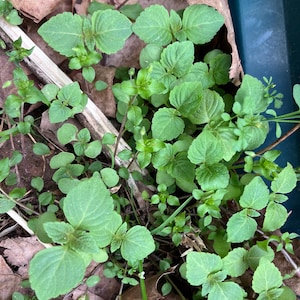 Korean Shiso Seeds: Green Perilla Sesame Leaves for BBQ (20 Seeds)