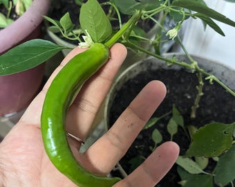 ZhangShuGang Pfeffer 10 Samen 100 Samen 100 Samen + gratis Gemüse- oder Blumensamen | Kostenloser US Versand