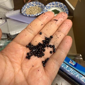 May include: A collection of small, round, black seeds resting in the palm of a hand. The seeds are dark, glossy, and irregular in size, with some fine dark particles scattered across the skin of the palm and fingers, showing a natural texture.