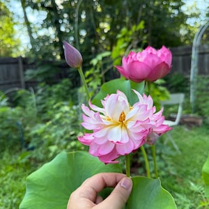 Hybrid Bowl Lotus Micro Lotus Nelumbo nucifera | medium to Large size | Ideal in Large Pot for Garden 碗莲 mixed species 4 seeds