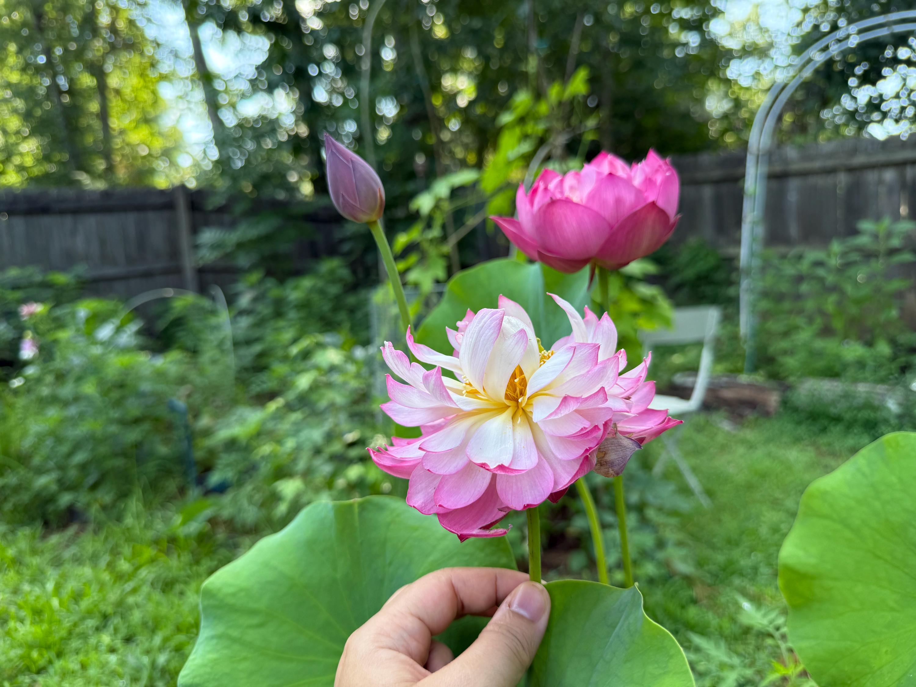 4 Petal Lotus - Etsy
