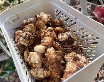 Sunchoke Live Plant Bareroot 2026 Harvest 돼지감자 洋姜 cây gừng tây Jerusalem artichoke Wild sunflower Helianthus tuberosus edible seeds root