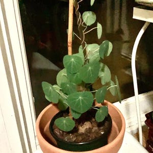 May include: A Stephania erecta plant with round, green leaves growing on a thin wooden stake. The plant is housed in a small black plastic nursery pot, which is placed inside a larger, plain terracotta-colored clay pot for support.