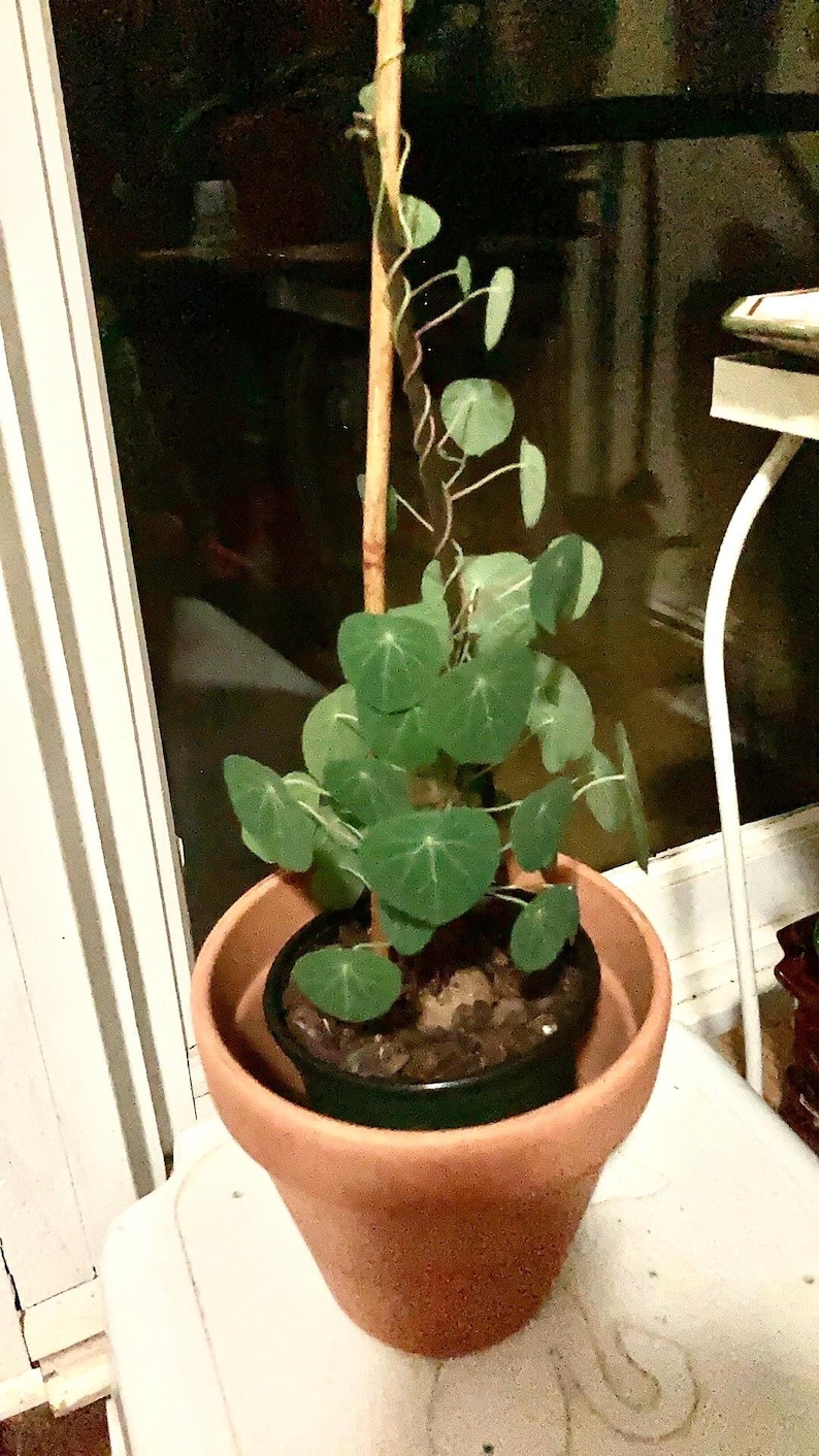 May include: A Stephania erecta plant with round, green leaves growing on a thin wooden stake. The plant is housed in a small black plastic nursery pot, which is placed inside a larger, plain terracotta-colored clay pot for support.