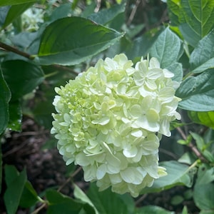 May include: A close-up of a large, light green hydrangea flower blooming on a bush. The flower is made up of many small, delicate petals.