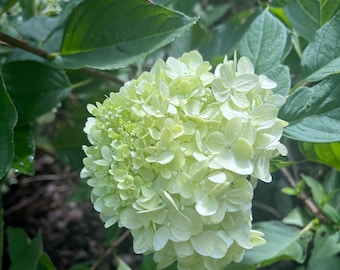4 cutting pieces | Limelight hydrangea large Shrub