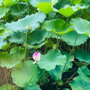 Edible Sacred Large Lotus 4 Seeds - Nelumbo Nucifera - 食用藕荷花 湘莲 연꽃 Hoa Sen - producing seed fruit and edible roots