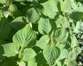 May include: A cluster of vibrant green perilla leaves featuring a distinct serrated edge and a prominent veined texture. The foliage is densely packed, displaying various shades of bright and deep green under natural sunlight, creating a layered pattern.