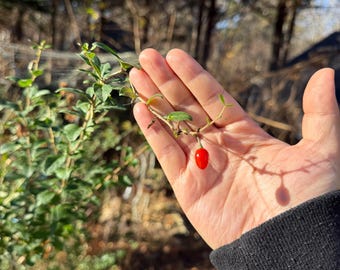 Live Goji Berry Plant: Lycium Barbarum, Easy Grow, Hardy, 구기자 Gugija | Recommend for beginners