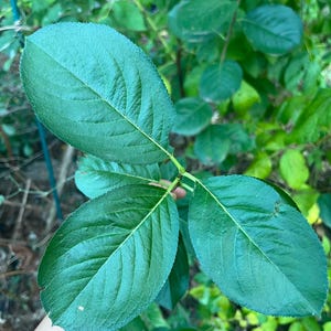 Aronia melanocarpa Viking Black chokeberry Fruit Native Edible Shrub 3 Cuttings