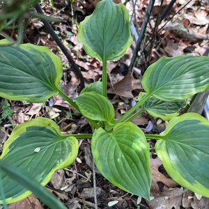May include: A close-up of a hosta plant with large, heart-shaped leaves. The leaves are a vibrant green with a bright yellow-green border. The plant is surrounded by brown leaves and twigs, suggesting a garden setting.