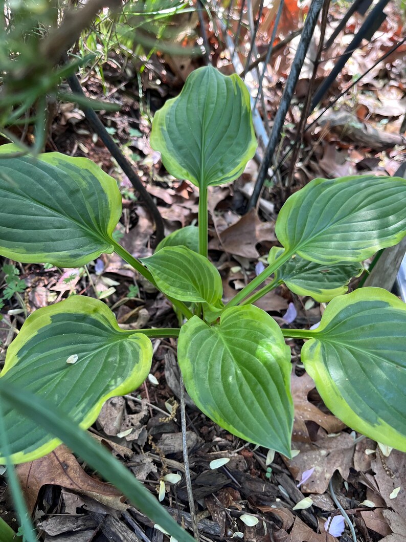 May include: A close-up of a hosta plant with large, heart-shaped leaves. The leaves are a vibrant green with a bright yellow-green border. The plant is surrounded by brown leaves and twigs, suggesting a garden setting.