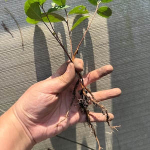 May include: A small plant with green leaves and visible roots is held in a hand. The plant has several stems with oval-shaped leaves. The roots are long and thin, with some soil attached. The background is a light gray, textured surface.