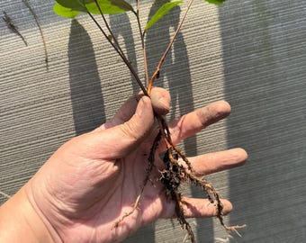 May include: A small plant with green leaves and visible roots is held in a hand. The plant has several stems with oval-shaped leaves. The roots are long and thin, with some soil attached. The background is a light gray, textured surface.