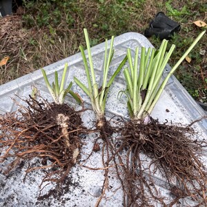 May include: Three plants with exposed root systems and green stalks are displayed on a gray plastic surface. The roots are a mix of brown and tan, with soil clinging to them. The stalks are green and upright.