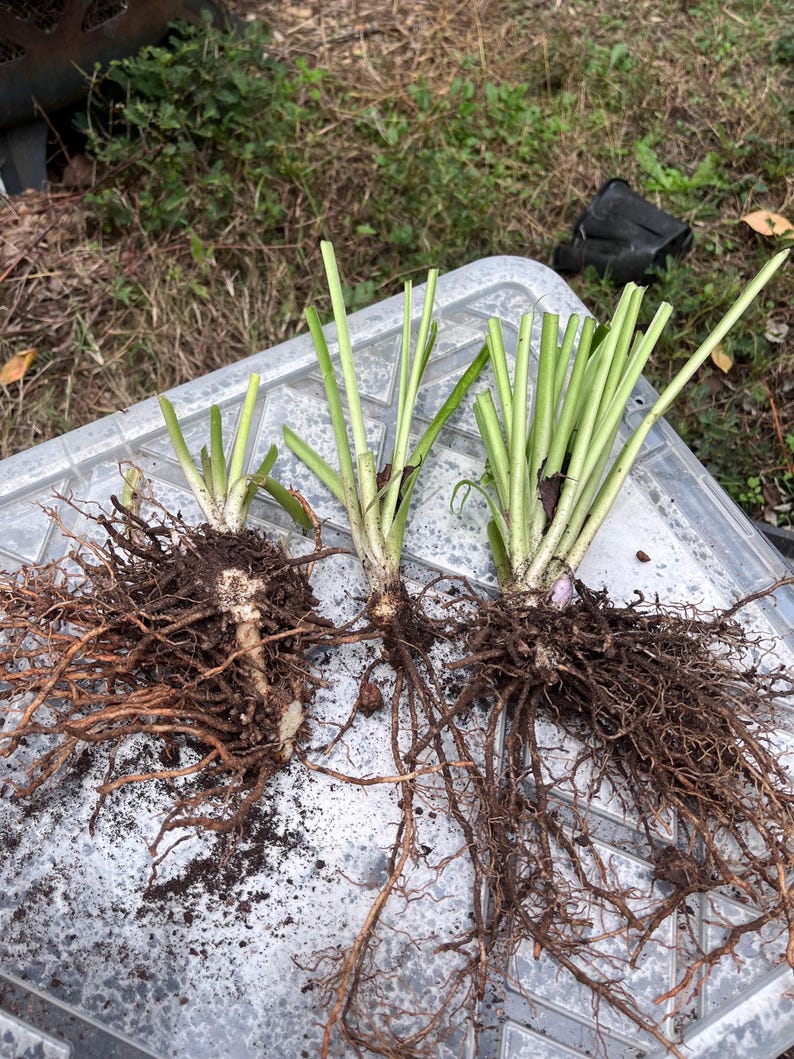 May include: Three plants with exposed root systems and green stalks are displayed on a gray plastic surface. The roots are a mix of brown and tan, with soil clinging to them. The stalks are green and upright.