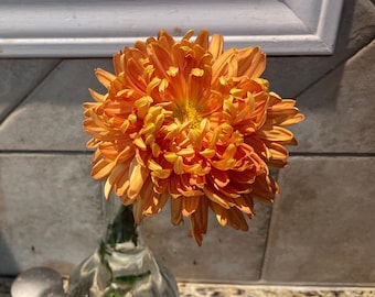 Orange Chrysanthemum Live Plant rooted in Pot or 3 cuttings: 'Cheerleader' Mum, Easy Grow 国菊