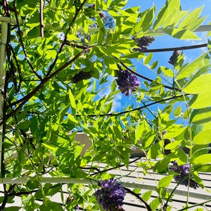 May include: A low-angle shot of wisteria vines with vibrant green leaves and clusters of purple flowers against a bright blue sky. The sunlight filters through the foliage, creating a dynamic and natural scene.