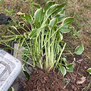 May include: A hosta plant with green and white variegated leaves and a large root system. The plant is freshly dug up, with the roots exposed. The leaves are a vibrant green with white edges. The plant is lying on the ground.