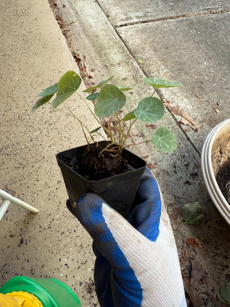 May include: A small Stephania erecta plant with a round, dark brown caudex and several thin stems topped with circular, light green leaves. The plant is housed in a square black plastic nursery pot, showcasing its unique bulbous base structure.
