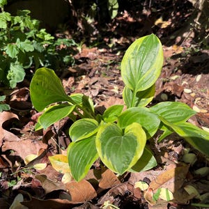 May include: A close-up of a hosta plant with large, heart-shaped leaves. The leaves are a vibrant green with yellow edges. The plant is surrounded by fallen brown leaves and other greenery, with sunlight dappling the scene.