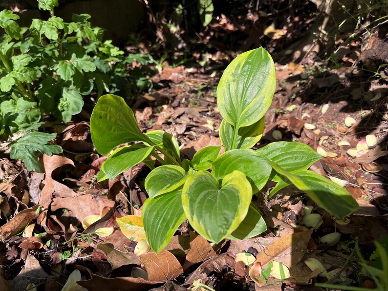 May include: A close-up of a hosta plant with large, heart-shaped leaves. The leaves are a vibrant green with yellow edges. The plant is surrounded by fallen brown leaves and other greenery, with sunlight dappling the scene.