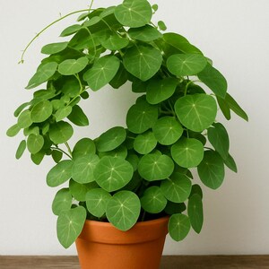 May include: A vibrant green Stephania erecta plant with numerous round, peltate leaves growing in a circular, arching pattern. The plant is potted in a simple, matte terracotta-colored clay pot, showcasing its natural foliage and delicate stems.