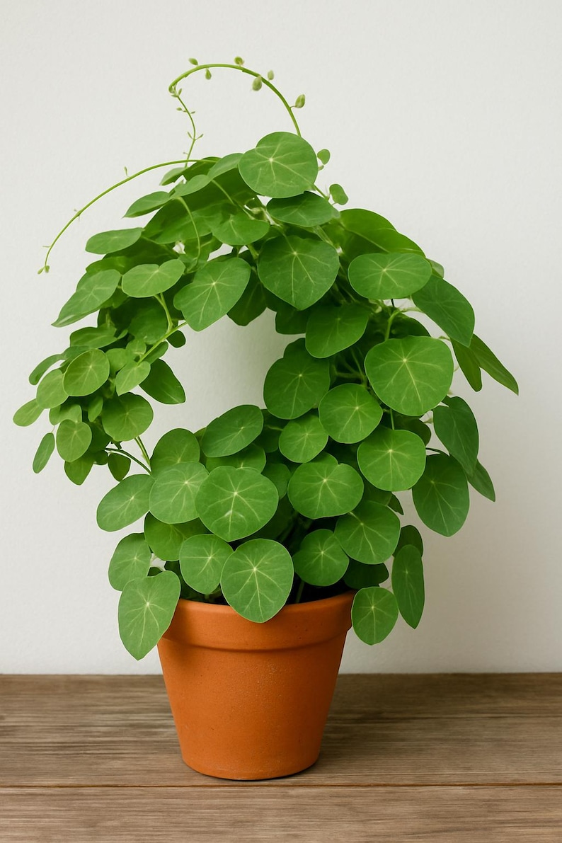May include: A vibrant green Stephania erecta plant with numerous round, peltate leaves growing in a circular, arching pattern. The plant is potted in a simple, matte terracotta-colored clay pot, showcasing its natural foliage and delicate stems.