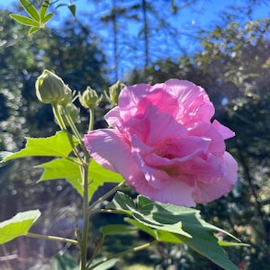 Hibiscus mutabilis 3 cuttings Red Confederate Rose Large Shrub or Small Tree