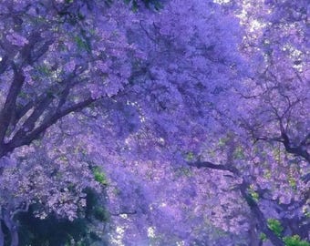 Jacaranda Mimosifolia | Black Poui | Blue Jacaranda | 50 Seeds - Etsy