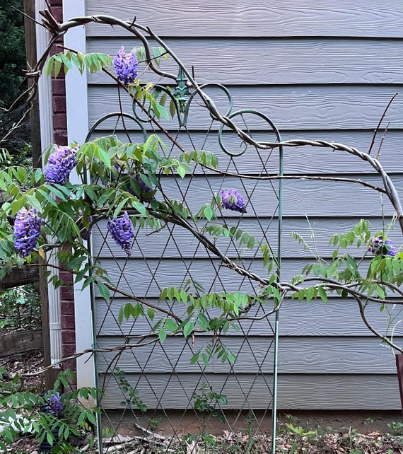 Amethyst Falls Wisteria Cuttings or Live Plant | Purple Vine Tree, Shade  Hardy (3 Pieces of Cuttings) - Etsy
