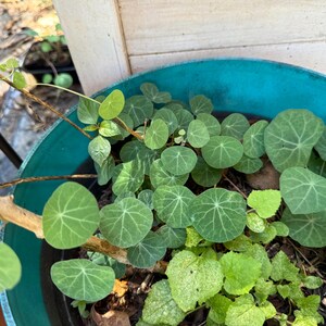 May include: A teal plastic planter filled with soil and a collection of small, round, green nasturtium leaves with visible light green veining. Some leaves are light green while others are a deeper shade, and a few thin, woody stems are visible.