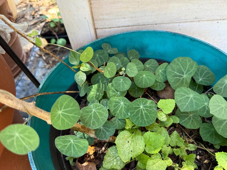 May include: A teal plastic planter filled with soil and a collection of small, round, green nasturtium leaves with visible light green veining. Some leaves are light green while others are a deeper shade, and a few thin, woody stems are visible.