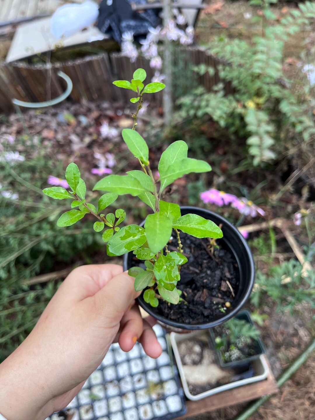 Live Goji Berry Plant: Lycium Barbarum, Easy Grow, Hardy, 구기자 Gugija - Etsy