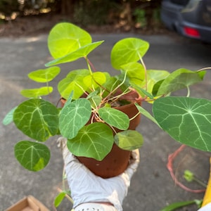 May include: A potted nasturtium plant with vibrant, rounded, light green leaves featuring prominent white veins. The plant is housed in a simple, cylindrical terracotta-colored pot, showcasing delicate, thin, reddish stems extending outward.