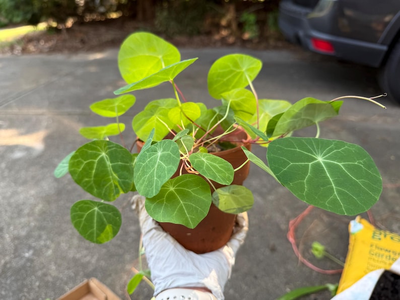 May include: A potted nasturtium plant with vibrant, rounded, light green leaves featuring prominent white veins. The plant is housed in a simple, cylindrical terracotta-colored pot, showcasing delicate, thin, reddish stems extending outward.