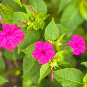 Op de afbeelding: Levendige magenta wonderbloemen met elk vijf bloemblaadjes, een dieproze centrum en lange, slanke groene stelen. De bloesems zijn omgeven door weelderige, heldergroene, puntige bladeren, met verschillende ongeopende bloemknoppen zichtbaar.