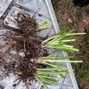 May include: Close-up of freshly dug plant roots with green stems. The roots are a tangled network of brown, earthy fibers, while the stems are a vibrant green. The plants are resting on a gray plastic surface.