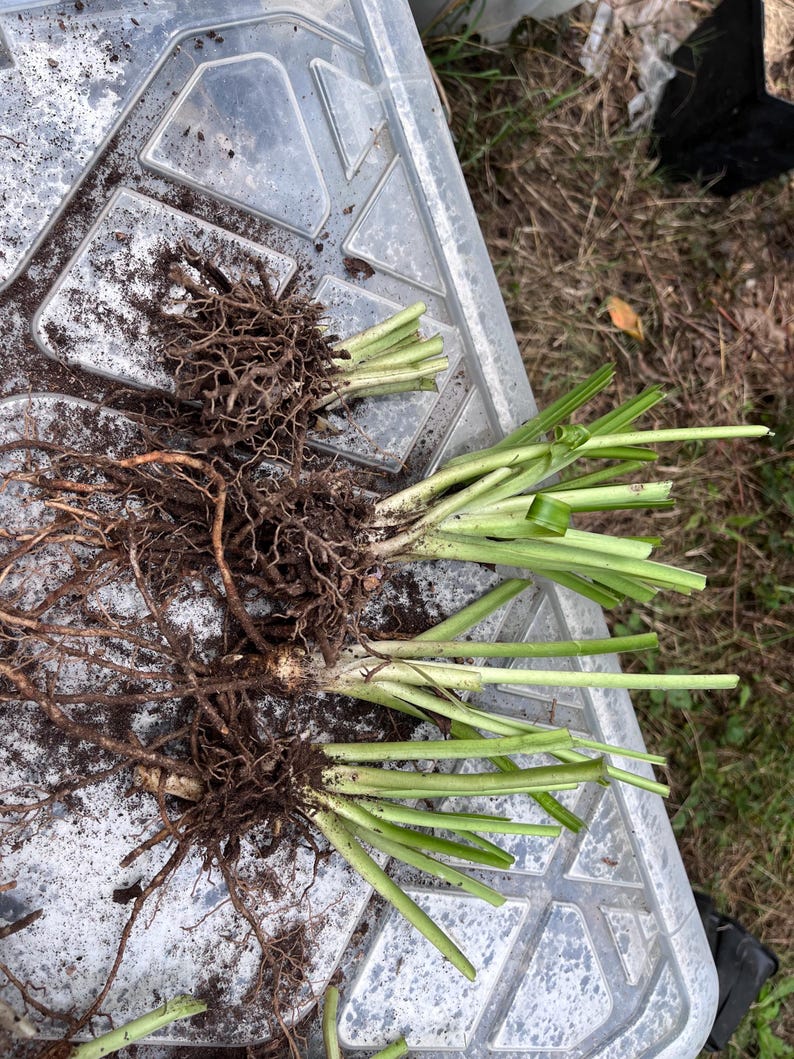May include: Close-up of freshly dug plant roots with green stems. The roots are a tangled network of brown, earthy fibers, while the stems are a vibrant green. The plants are resting on a gray plastic surface.