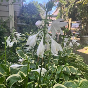 May include: A lush garden scene featuring white hosta flowers in full bloom. The flowers have delicate, drooping petals and are set against a backdrop of green and white variegated leaves. The image captures a sunny day with a glimpse of a blue sky.