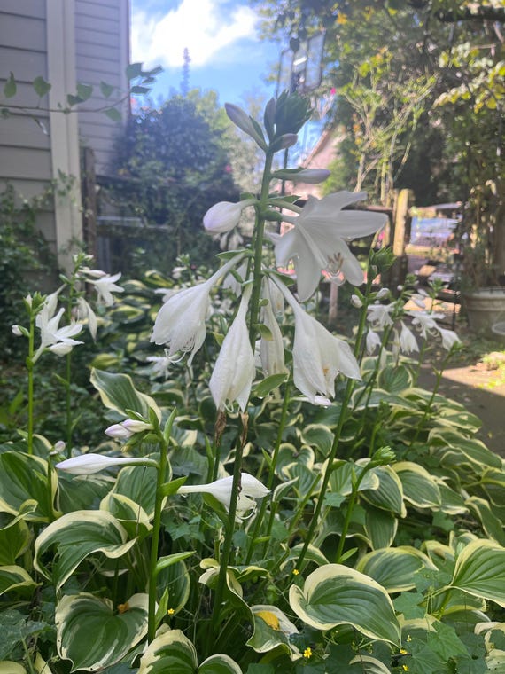 Hosta Plantain White lilies Easy to Grow Shade Garden live Plants with roots bareroot