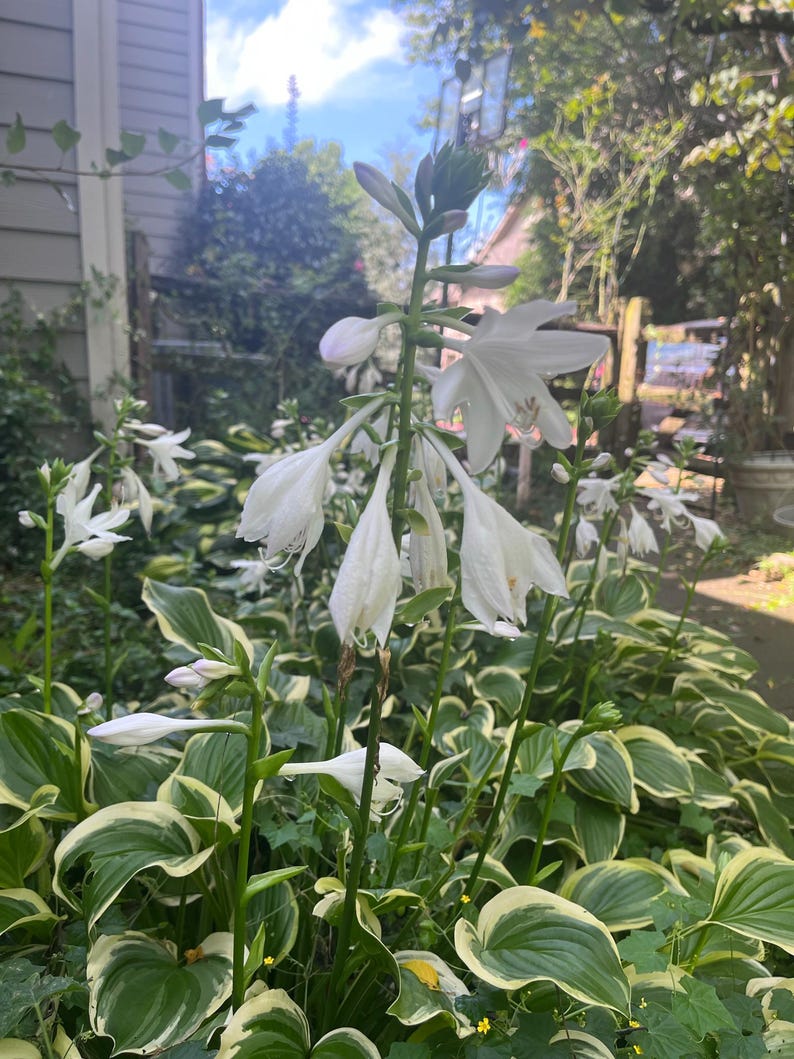 May include: A lush garden scene featuring white hosta flowers in full bloom. The flowers have delicate, drooping petals and are set against a backdrop of green and white variegated leaves. The image captures a sunny day with a glimpse of a blue sky.